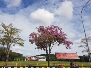 Pohon Tabebuya Mengeluarkan Bunga-bunga Indah Mirip Bunga Sakura