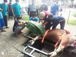 Panitia Qurban RW.10 Perum Tridaya Nuansa Desa Sumber jaya Laksanakan Pemotongan Hewan Qurban Dengan Mematahui Protokol Kesehatan
