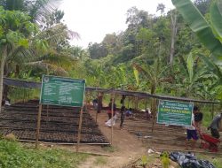 Camat Buana Pemaca Apresiasi Kegiatan KBR Maju Bersama, Tanam 30.000 Bibit