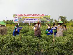 Gubernur Sumatera Selatan Panen Cabai Dengan Bupati OKU Timur
