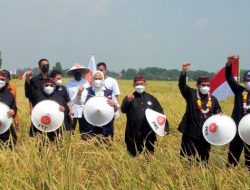 Gubernur Jawa Barat Hadiri Giat Rembuk Tani dan Panen Raya