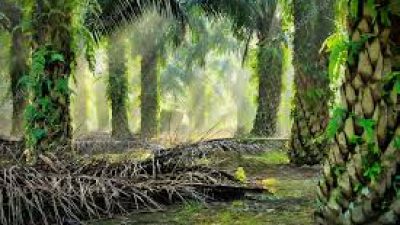 100% Pro Rakyat Minta Polda Sumsel Usut Aliran Dana Replanting Disbun Kabupaten Muara Enim