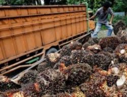 Kebijakan Jokowi Buka Larangan Ekspor Sawit, Petani Sawit Sumsel Apresiasi
