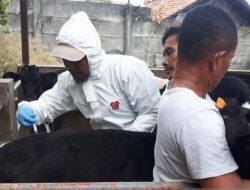 Ratusan ekor hewan ternak sapi di Kabupaten Bekasi, Jawa Barat sudah berstatus tervaksinasi demi mencegah penularan wabah penyakit mulut dan kuku