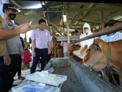 Bupati OKU Timur H.Lanosin ST Saksikan Kegiatan Vaksin PMK dan Tanam Cabai