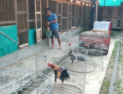 Berawal Dari Hobi Beternak Ayam Bangko, Ahmad Basid Meraup Pundi Pundi Rupiah