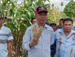 Syahril Abizar Ajak Masyarakat Tanam Sorgum | Hasil Panen Menjanjikan