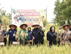 Bupati OKU Timur Didampingi Kepala Dinas Pertanian Panen Raya Padi Nusantara