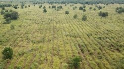 SKK Migas dan PetroChina hijaukan Ratusan Hektar Hutan Gambut dan Hutan Kota