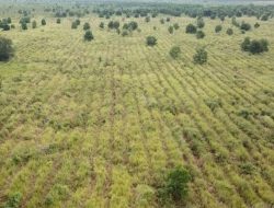 SKK Migas dan PetroChina hijaukan Ratusan Hektar Hutan Gambut dan Hutan Kota