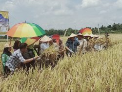 Bupati Enos Bersama Kepala Dinas Pertanian Panen Raya Damarean Verietas Inpari 47 WBC