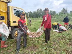 Salah Satu Dobrakan Kades Percak Jaya “Manfaatkan Lahan Kosong Menjadi Pendapatan Desa”