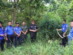 Tim Damkar Muba Lepas Liarkan Ular Hasil Evakuasi Kembali Ke Habitatnya