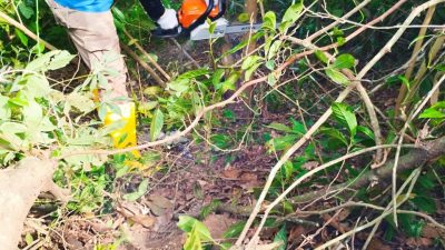 PLN UP3 Ogan Ilir Laksanakan Pemeliharaan Jaringan, Wujudkan Listrik Andal untuk Masyarakat