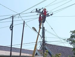 Cegah Gangguan, PLN Kayuagung Gencarkan Pemeliharaan Jaringan Listrik