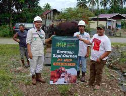 Jelang Idul Adha 1446H, IMIP Salurkan 22 Ekor Sapi di Morowali