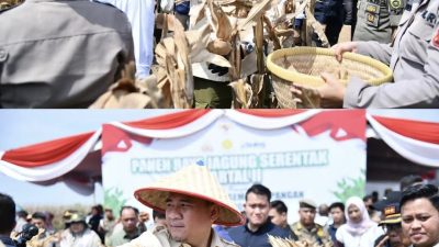 Ketua DPRD Provinsi Sumsel, Andie Dinialdie SE.MM Hadiri Panen Raya Jagung di Ogan Ilir