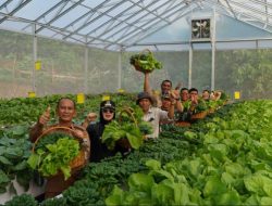 Panen Perdana Hidroponik Binaan PT IMIP, Pacu Ketahanan Pangan, Tingkatkan Ekonomi Warga