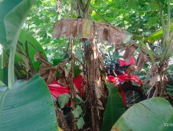 Dealer Honda di Buay Pemaca Dibobol Saat Dini Hari, Satu Unit CRF Masih Hilang