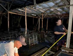 Polisi Gerebek Judi Sabung Ayam di Serang