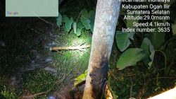 Pohon Tumbang Picu Pemadaman di Ogan Ilir, PLN Ingatkan Jarak Aman 3 Meter dari Jaringan Listrik