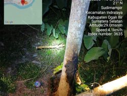 Pohon Tumbang Picu Pemadaman di Ogan Ilir, PLN Ingatkan Jarak Aman 3 Meter dari Jaringan Listrik