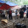 Polisi Gerebek Judi Sabung Ayam di Jayanti, Dua Orang dan Puluhan Motor Diamankan