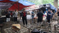 Polisi Gerebek Judi Sabung Ayam di Jayanti, Dua Orang dan Puluhan Motor Diamankan