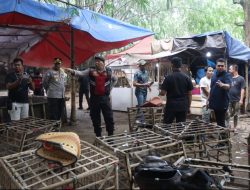 Polisi Gerebek Judi Sabung Ayam di Jayanti, Dua Orang dan Puluhan Motor Diamankan