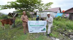 Jelang Idul Adha 1447 H, IMIP Salurkan Puluhan Hewan Kurban