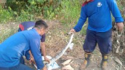 Ular Piton Gegerkan Warga Tegal Baju Tigaraksa