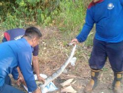 Ular Piton Gegerkan Warga Tegal Baju Tigaraksa