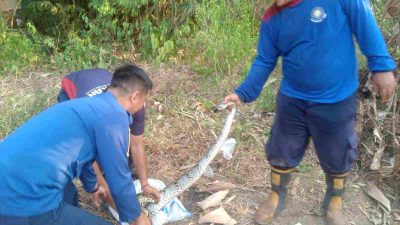Ular Piton Gegerkan Warga Tegal Baju Tigaraksa