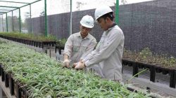 Bank Benih Nursery Mandiri IMIP, Menjaga Keanekaragaman Hayati Lokal