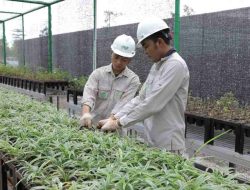 Bank Benih Nursery Mandiri IMIP, Menjaga Keanekaragaman Hayati Lokal