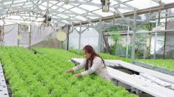 Dari Laboratorium ke Hidroponik, Jejak Karyawan IMIP di Ruang Hijau