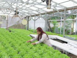 Dari Laboratorium ke Hidroponik, Jejak Karyawan IMIP di Ruang Hijau